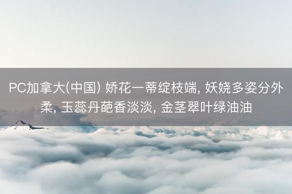 PC加拿大(中国) 娇花一蒂绽枝端, 妖娆多姿分外柔, 玉蕊丹葩香淡淡, 金茎翠叶绿油油